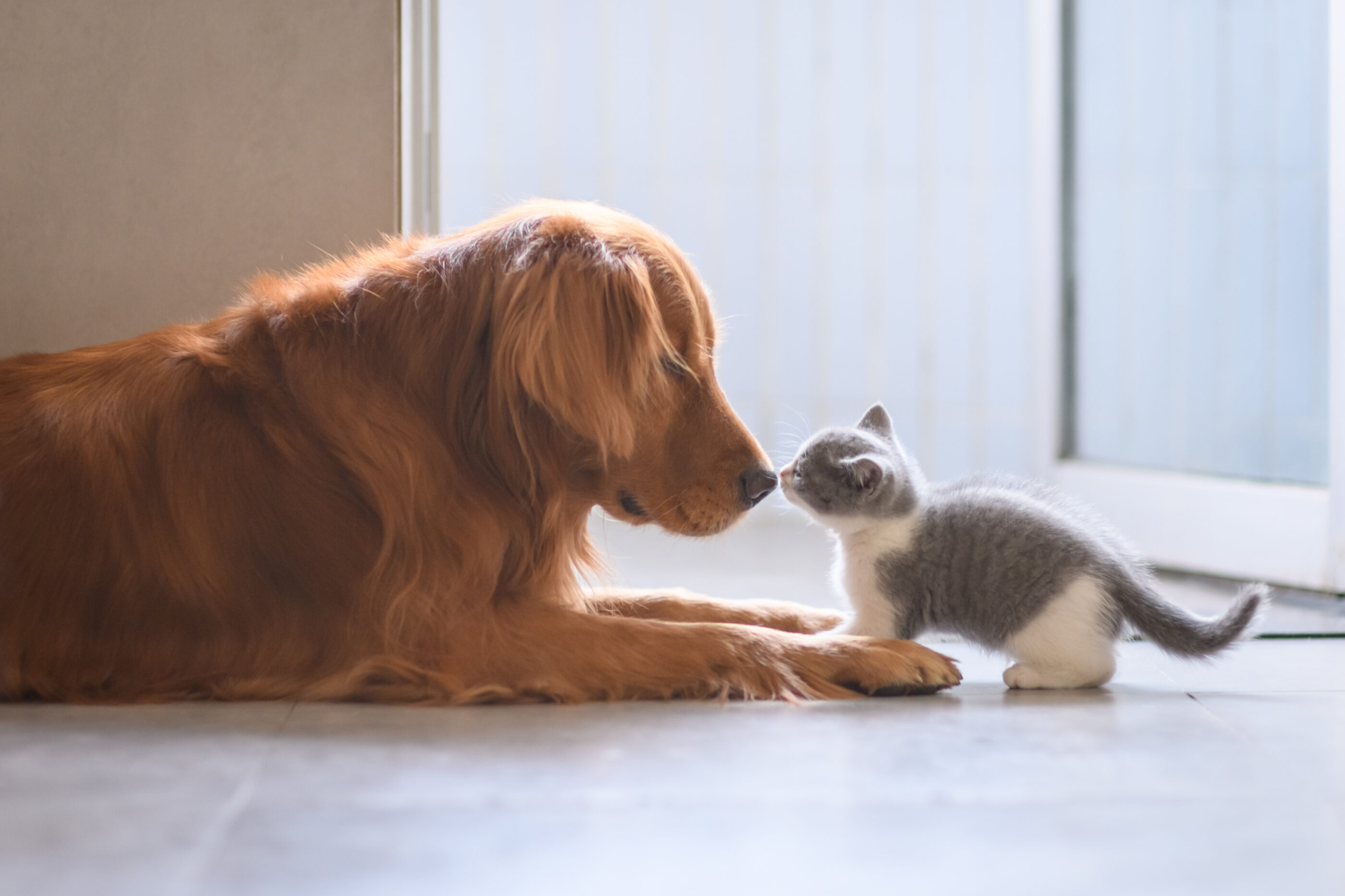 Dog and kitten meeting